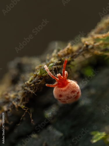 P3310056 Red velvet mite, Trombidiidae, crawling on rotting wood, Vertical, cECP 2024