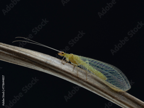 P3100476 green lacewing, family Chrysopidae, isolated on black, cECP 2024