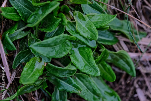 Sorrel. Rumex acetosa. Perennial herb. Popular cooking seasoning. Sorrel. Herbal background of nature © Neils