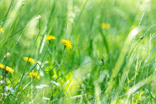 Fototapeta Naklejka Na Ścianę i Meble -  summer field background with flowers and green grass on a sunny day.