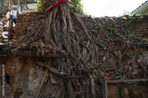 BANGKOK, THAILAND - April 07,2024: Closeup of Old cement house with cracked bricks Waiting for restoration, it is covered with the roots of large trees background at Thailand.