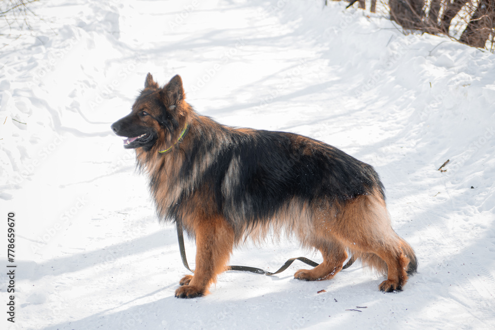 German Shepherd poses standing against the backdrop of a winter park. German Shepherd poses standing against the backdrop of a winter park.