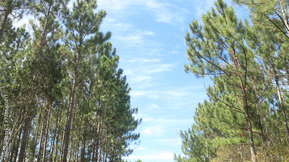 Obraz premium pine trees grass and sky