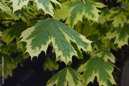 White maple leaves on a branch.