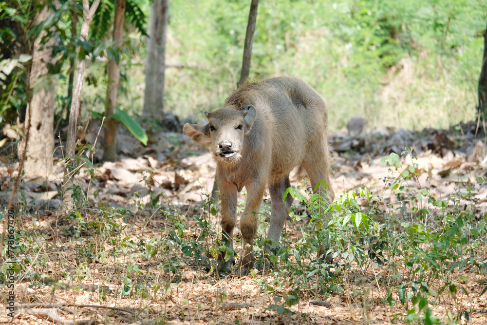 A baby buffalo walks on the grass. A baby buffalo walks on the grass.