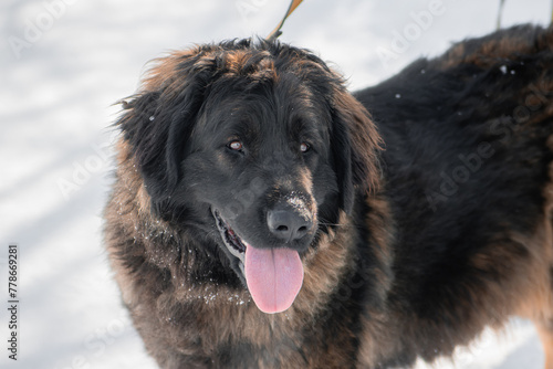 Portrait of a purebred dog breed Leonberger on the background of a winter park. © Михаил Гута