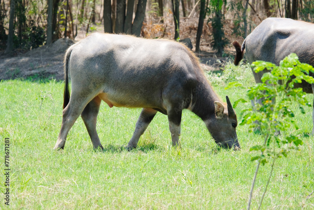Fototapeta premium A herd of buffalo grazes in the green fields.
