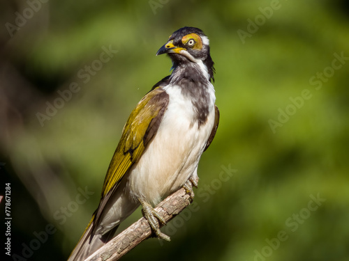 Blue-faced Honeyeater in New South Wales, Australia photo