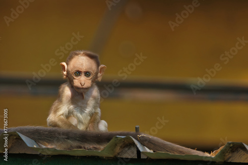 Cute little baby monkeys having fun at Bandipur National Park staring at people. Best fit for the wallpaper. 