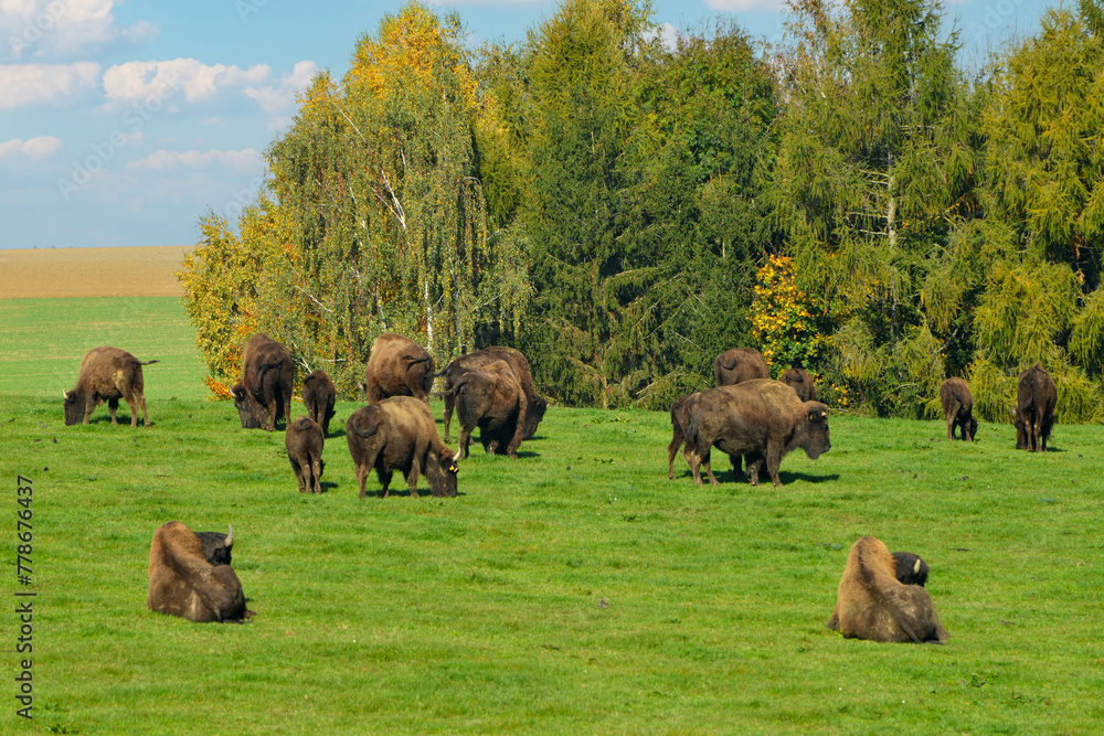 Amerikanische Bison, Bos bison - obrazy, fototapety, plakaty 
