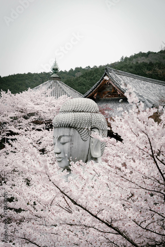 壺阪寺の桜