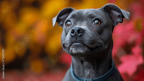 a close up of a black dog with a blue collar looking at the camera with a blurry background of yellow and red leaves.
