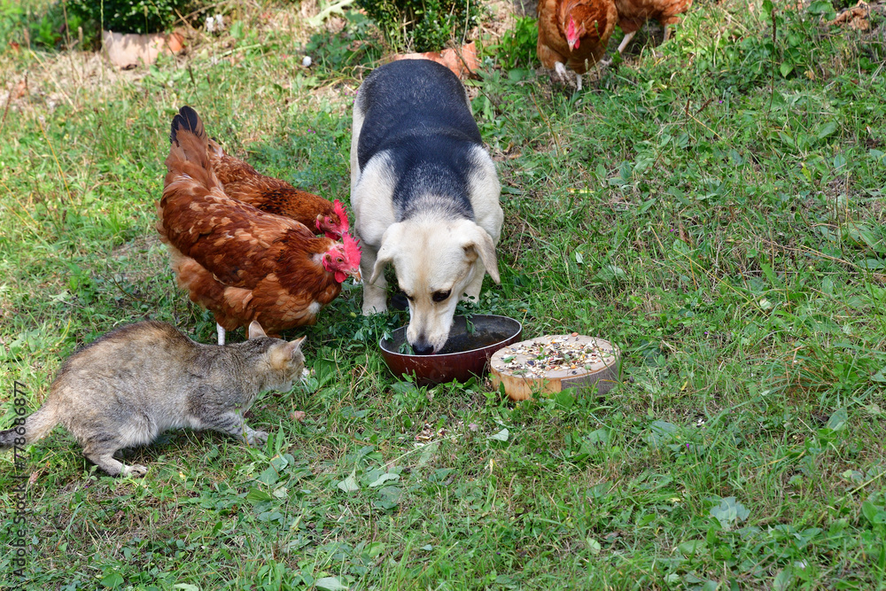 Domestic pets eating together in the village farm as best friends