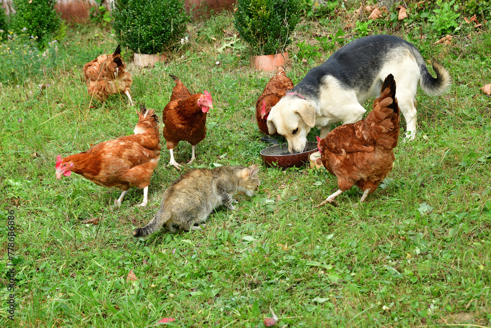 Domestic chicken with dog and cat eating on the grass on field