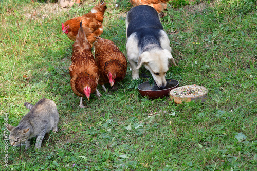 Domestic pets eating together in the village farm as best friends 