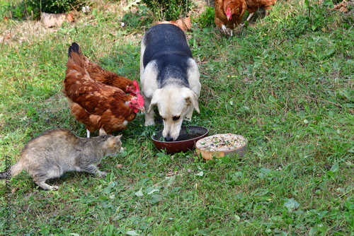 Domestic pets eating together in the village farm as best friends 