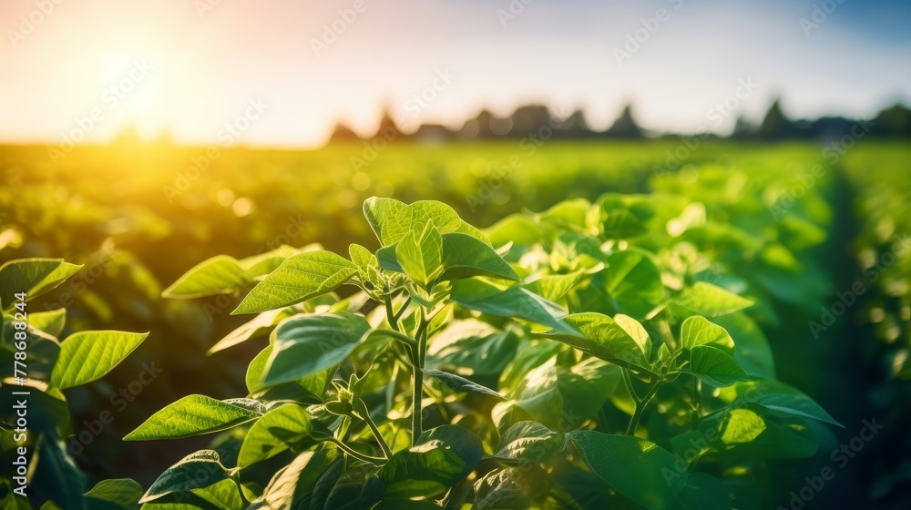 Growth and Harvesting in a Lush Soybean Field. Growth and Harvesting in a Lush Soybean Field.