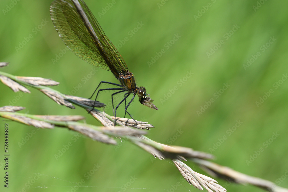 Dragonfly hunts and eating fly near the river macro