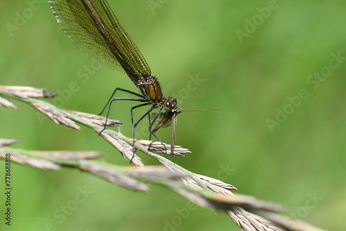 Macrophotography of dragonfly hunting for mosquito and eating a fly