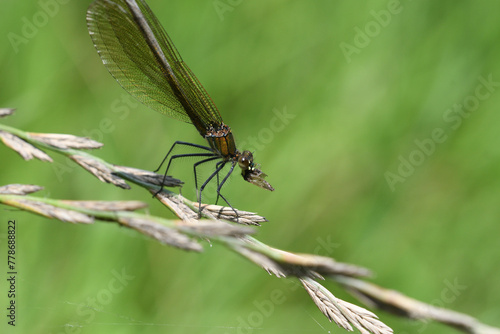 Dragonfly hunts and eating fly near the river macro