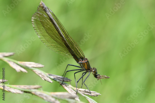 Dragonfly hunts and eating fly near the river macro