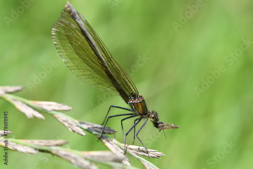 Obraz na płótnie Dragonfly hunts and eating fly near the river macro w salonie