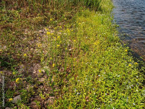 Southern Urals, flowering treacle-mustard (Erysimum cheiranthoides) on the river bank. photo