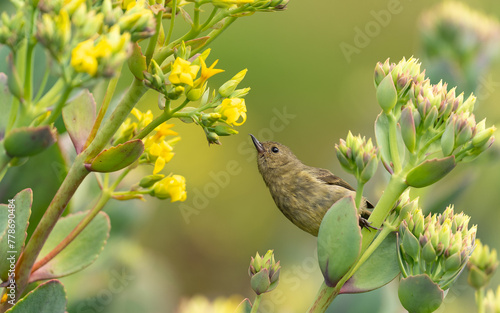 weiblicher Einfarb-Hakenschnabel (Diglossa plumbea) photo