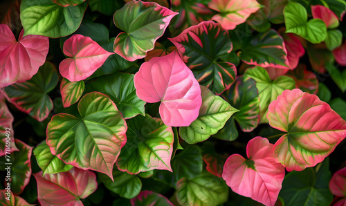 A vibrant plant with leaves in shades of pink  Generative AI 