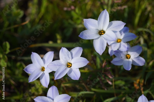 ハナニラの花
