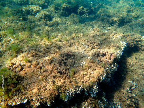 Vista subacquea del fondale marino di San Lorenzo in Sicilia con pesci alghe e coralli 130
