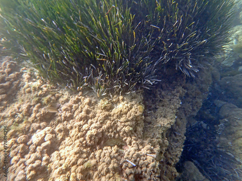 Fondale marino San Lorenzo in Sicilia 142 photo