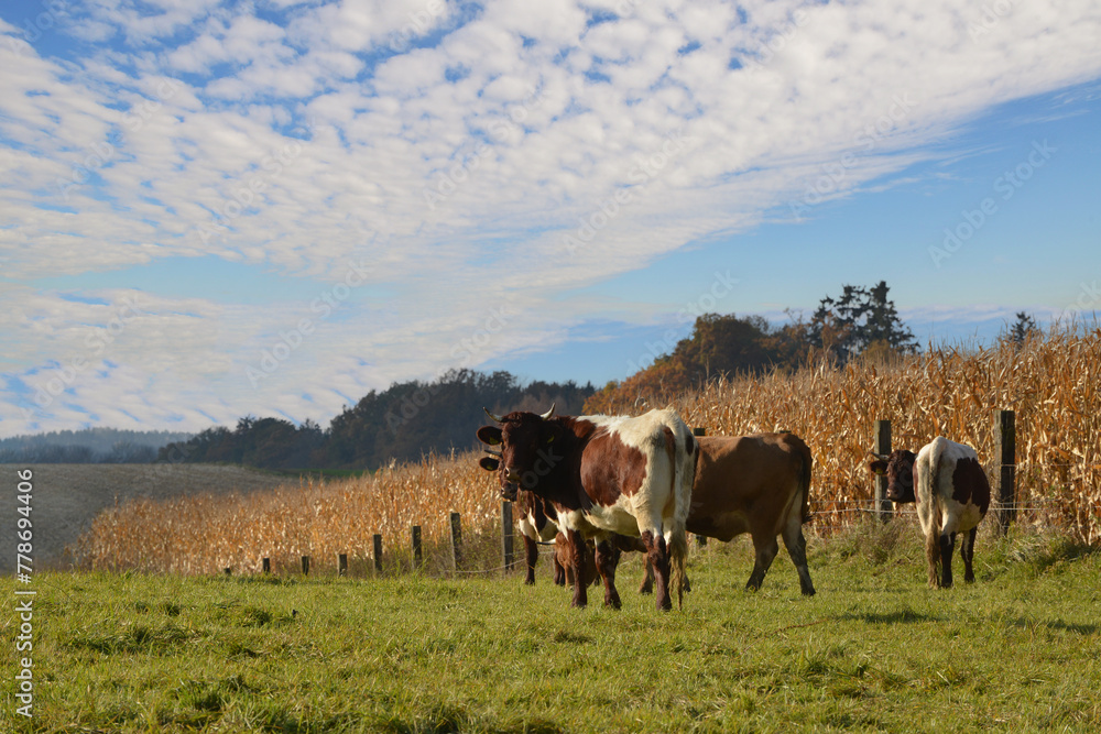 Kühe, Rinder,  Pinzgauer auf der Weide - obrazy, fototapety, plakaty 