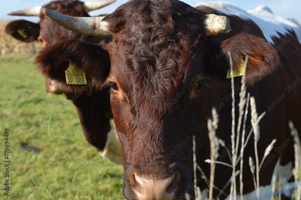 Kühe, Rinder,  Pinzgauer  auf der Weide - obrazy, fototapety, plakaty 