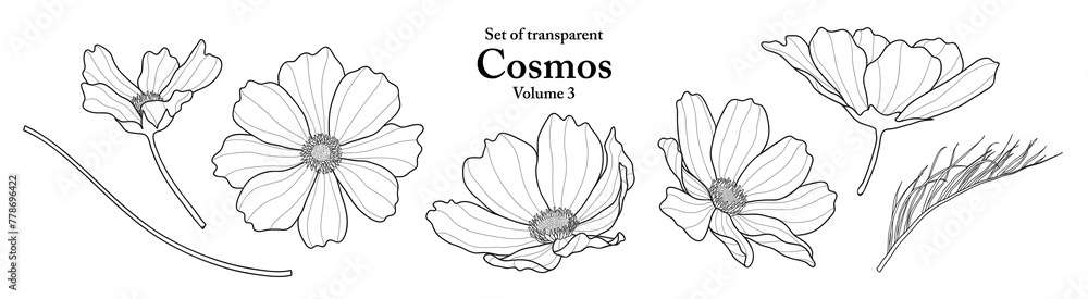 A series of isolated flower in cute hand drawn style. Cosmos in black outline on transparent background. Drawing of floral elements for coloring book or fragrance design. Volume 3. A series of isolated flower in cute hand drawn style. Cosmos in black outline on transparent background. Drawing of floral elements for coloring book or fragrance design. Volume 3.