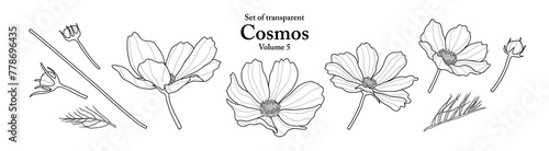 A series of isolated flower in cute hand drawn style. Cosmos in black outline on transparent background. Drawing of floral elements for coloring book or fragrance design. Volume 5.