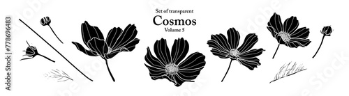 A series of isolated flower in cute hand drawn style. Silhouette Cosmos on transparent background. Drawing of floral elements for coloring book or fragrance design. Volume 5.