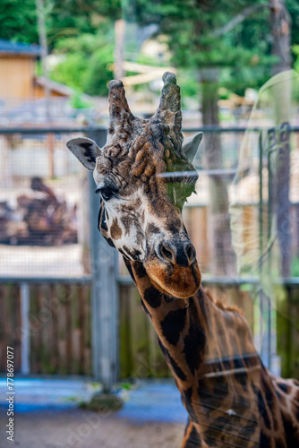 Photography giraffe in the zoo