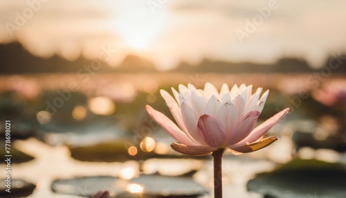 flower background beautiful pink lotus flower in summer