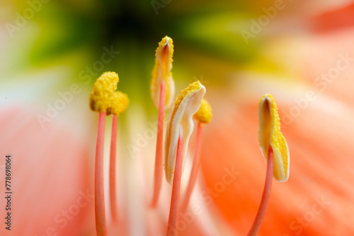 Explore the intricate details of botanical wonders with a macro view of orange amaryllis flower s stamens and pistil in full summer bloom