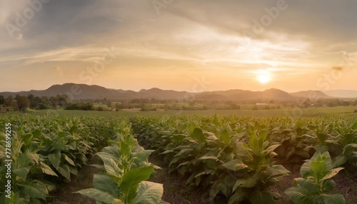 landscape panoramic view of tobacco fields at sunset in countryside of thailand crops in agriculture panorama