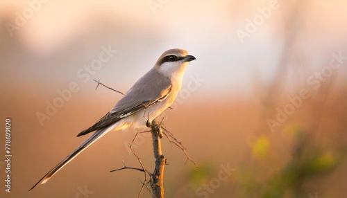 great grey shrike on a twig