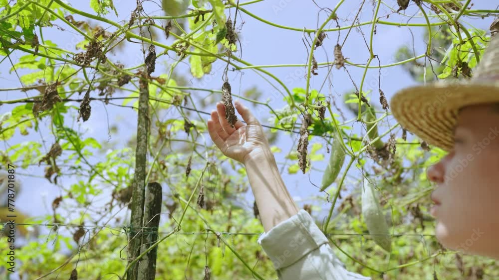 Female agronomist hand holding dried up plant close-up shot. Woman farmer touches wizened leaves observing harvest loss on farm. Global warming and drought consequences. Greenhouse effect. Female agronomist hand holding dried up plant close-up shot. Woman farmer touches wizened leaves observing harvest loss on farm. Global warming and drought consequences. Greenhouse effect.