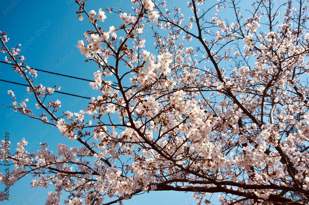 日本・石川県かほく市うのけ総合公園の桜 日本・石川県かほく市うのけ総合公園の桜