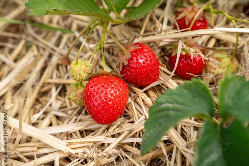 Fresh strawberries in the field  photo