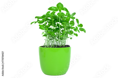 Bazylia rośnie w Zielonej doniczce na białym tle 