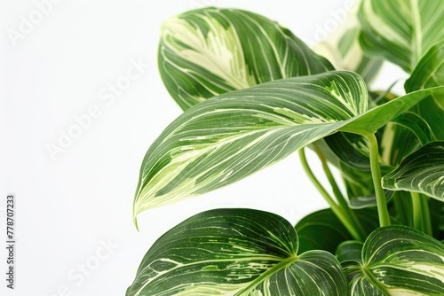 Philodendron Birkin on white background photo