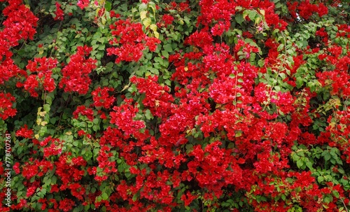 blooming red hydrangeas flowers in a garden