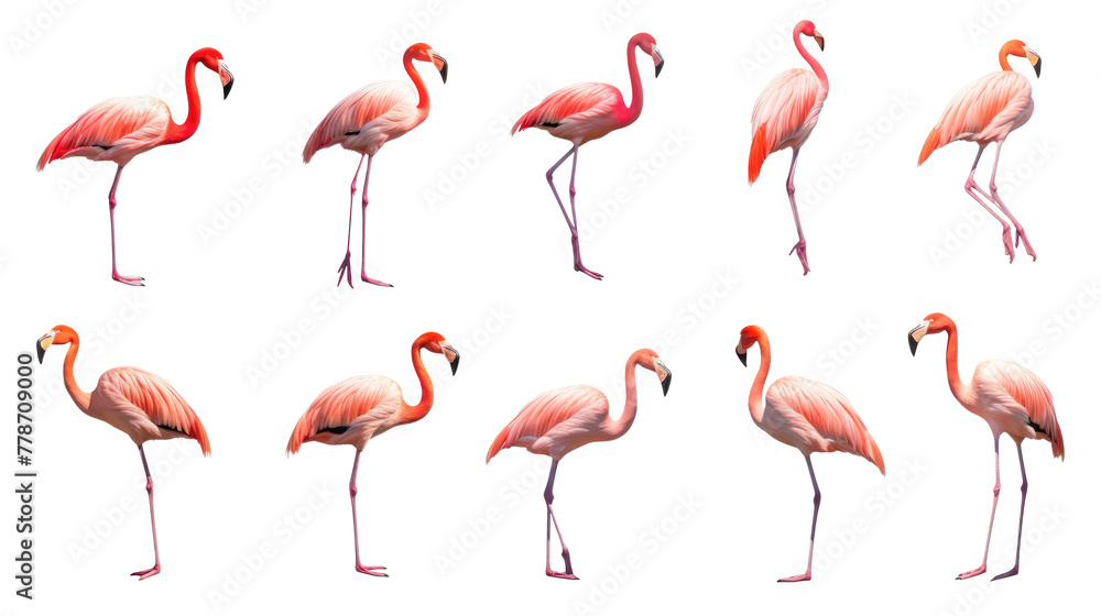 Obraz premium Flamingo bird, many angles and view portrait side back head shot isolated on transparent background 