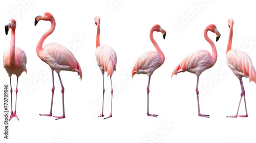 Flamingo bird, many angles and view portrait side back head shot isolated on transparent background  © Creative Canvas